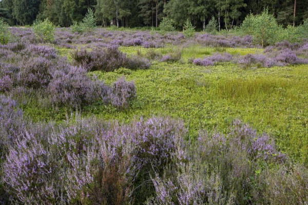 Flowering heather (Calluna vulgaris) at the Ahlhorn fishponds in late summer, Ahlhorn, Lower