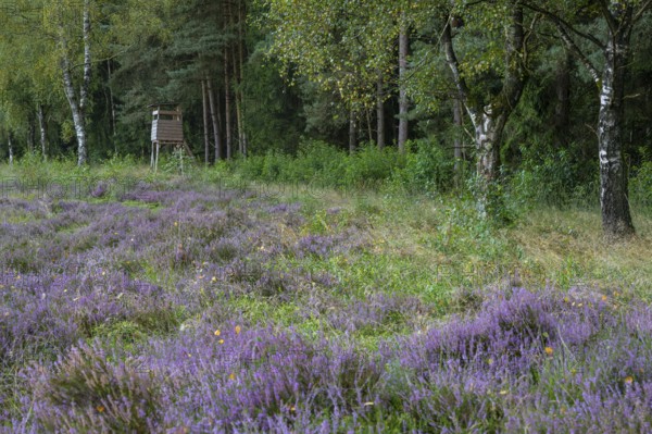 Flowering heather (Calluna vulgaris) at the Ahlhorn fish ponds in late summer, high seat, hunting,