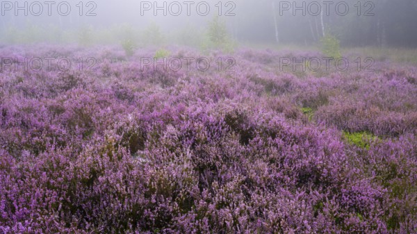 Flowering heather (Calluna vulgaris) on a foggy morning in the Ahlhorner Heide, Ahlhorn, Lower