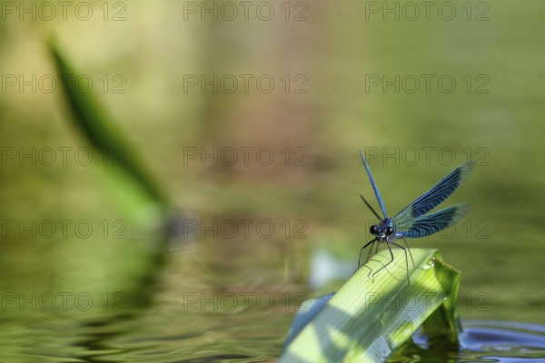 A Banded demoiselle (Calopteryx splendens) sitting on a curved leaf, iridescent wings glistening in