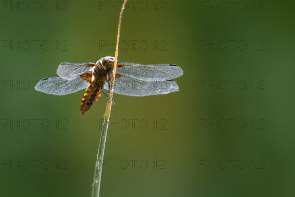 A flat-bellied dragonfly flat-bellied (Libellula depressa) with transparent wings sitting on a