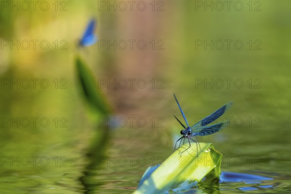 A Banded demoiselle (Calopteryx splendens) sitting on a leaf, iridescent wings glistening in the