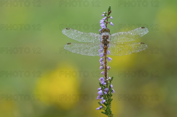 Marsh dragonfly (Sympetrum depressiusculum) in the morning dew on flowering heather (Calluna