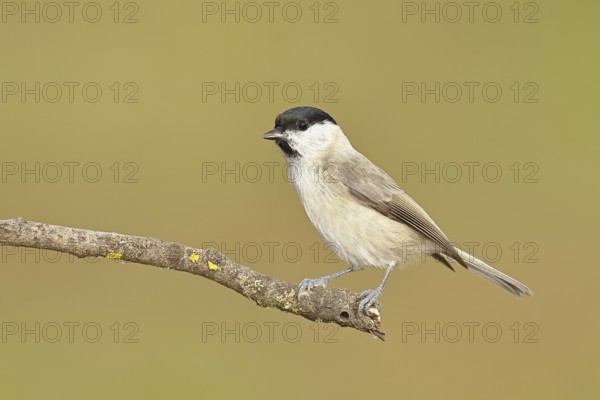 Willow Tit (Parus montanus), Willow Tit (Parus montanus) sitting on a branch overgrown with moss,