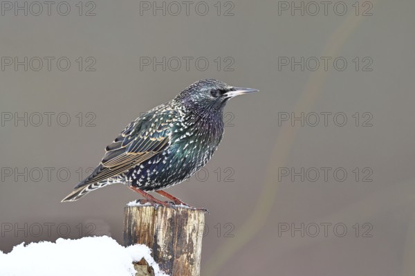 Starling (Sturnus vulgaris) adult bird in spotted winter plumage, sitting on a fence post,