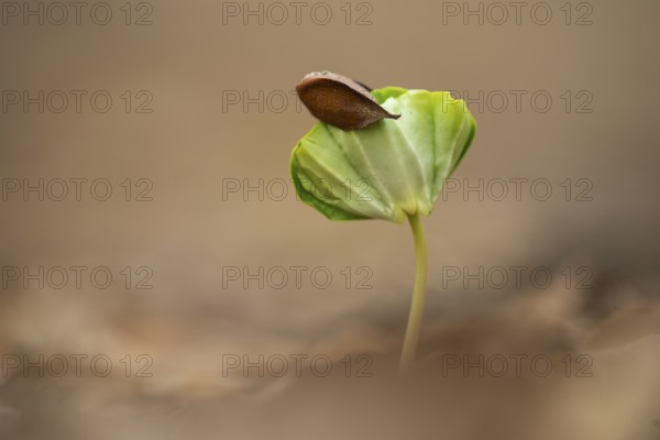 Beech seedling on forest floor in Jasmund National Park, Sassnitz, Rügen, Mecklenburg-Western