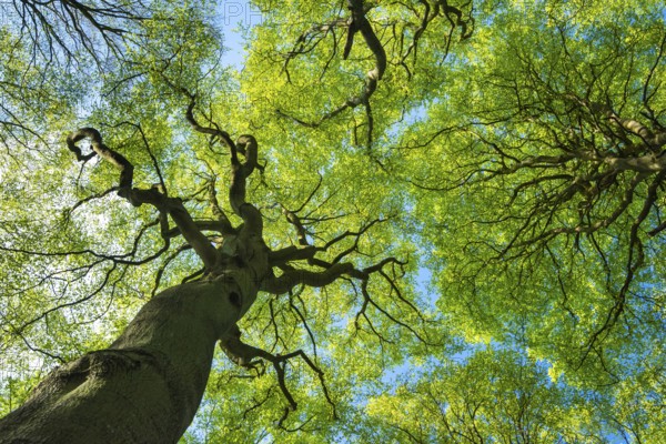 Treetop of a beech tree in Jasmund National Park on Rügen, Rügen, Sassnitz, Mecklenburg-Western