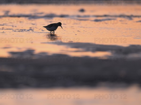 Sanderling (Calidris alba) foraging on the North Sea beach in the reddish evening light, Texel,