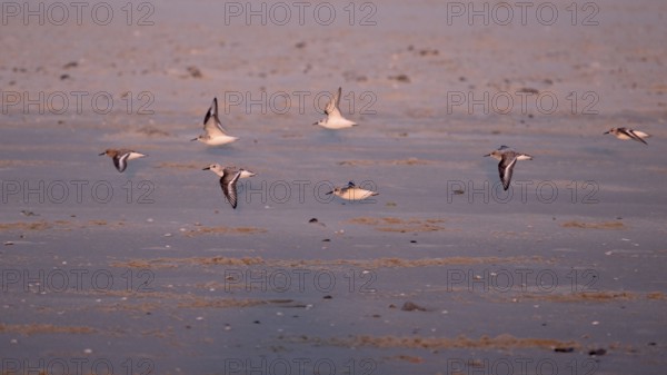 Flying sanderlings (Calidris alba) on the beach in the evening light, Texel, North Holland,