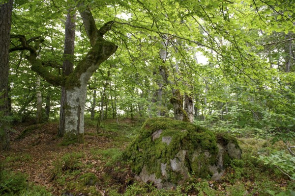 Moss-covered rocks and trees in a thick forest with lush green foliage and a peaceful atmosphere,
