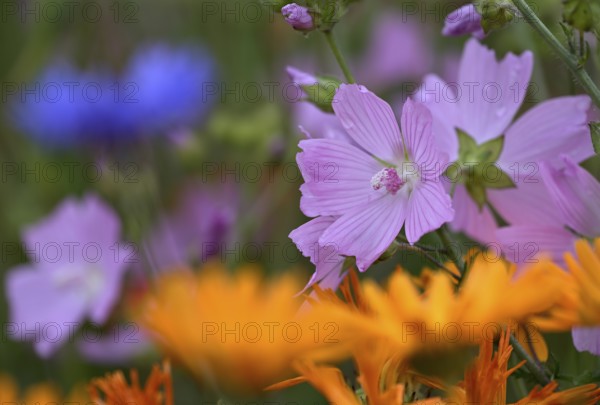 Species-rich, colourful flowering meadow with musk mallow (Malva moschata), Lower Rhine, North