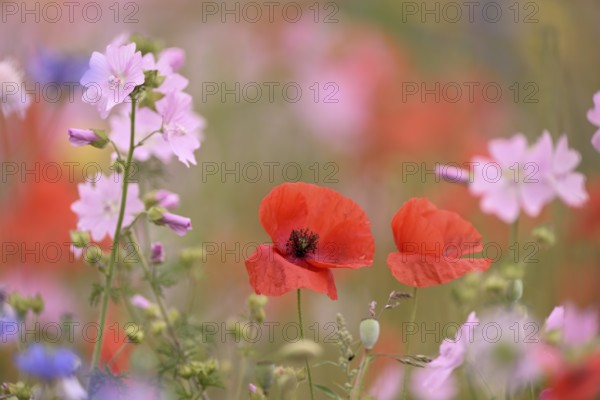 Species-rich colourful flowering meadow with musk mallow (Malva moschata) and poppy (Papaver