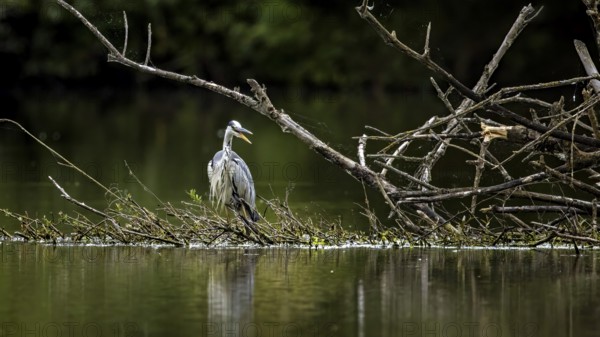 A heron stands peacefully on a branch in the river, surrounded by nature, A grey heron hunting in a