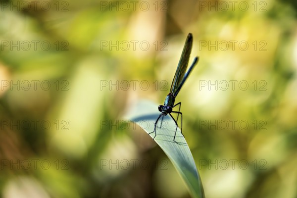 Dragonfly on a leaf in a sunny, blurred environment emphasising green colours, Banded demoiselle on