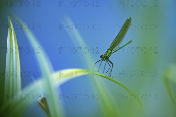 Close-up view of a dragonfly on a blade of grass, blue and green tones dominate the scene, The
