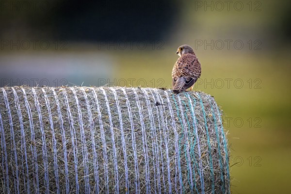 A bird sits on a hay bale with a background depicting a tranquil rural scene, A Common Kestrel on a