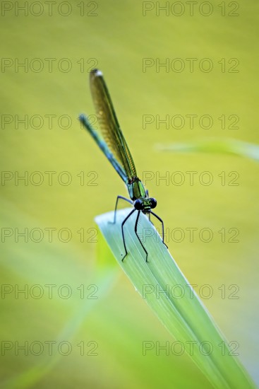 Dragonfly sitting on the tip of a leaf, yellow-green background creates a calm atmosphere, Banded