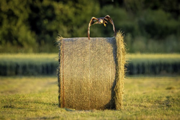 A bird flies away from a hay bale over a summer meadow, illuminated by warm evening light, A red