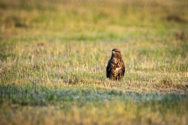 A bird of prey sits on a quiet meadow in a natural environment, A buzzard in a meadow in Germany