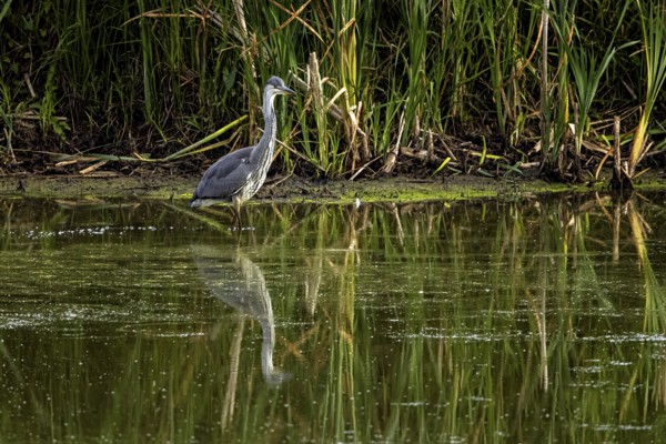A heron stands in calm water in front of dense reeds with its reflection in the pond, A grey heron
