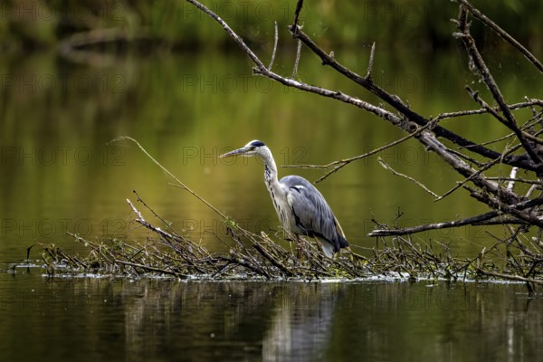 A heron stands on branches in the water, surrounded by green nature and a peaceful atmosphere, A