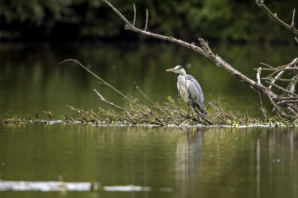 A heron stands on a branch in the water, surrounded by tranquil nature and green surroundings, A