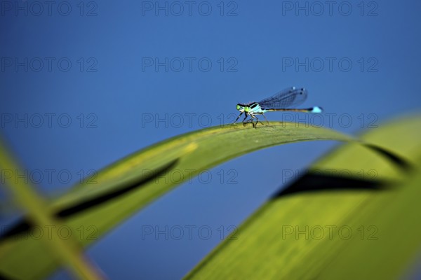 Dragonfly sitting on a curved green leaf against a deep blue background, The Bat Damselfly on a
