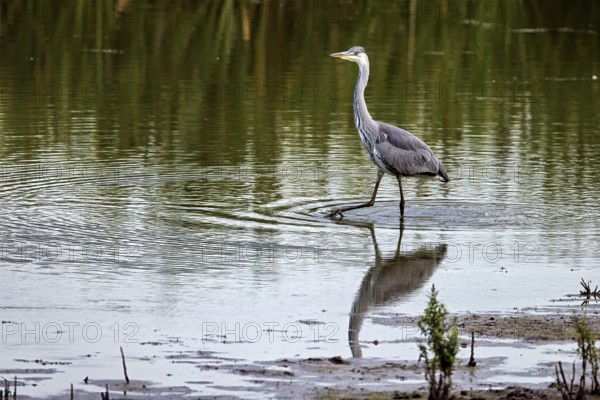 A heron walks through shallow water, its reflection visible, surrounded by nature, A grey heron