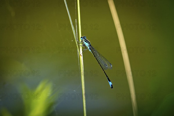 Close-up of a dragonfly perched on a green plant stalk in a natural environment, The Bat Damselfly