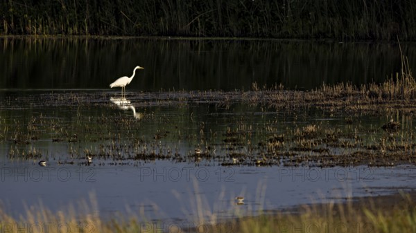A white egret stands in the calm waters of a marsh surrounded by reeds at dusk, A great white egret