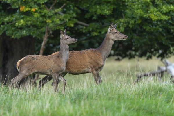 Red deer (Cervus elaphus), calf and doe, Klamptenborg, Copenhagen, Denmark