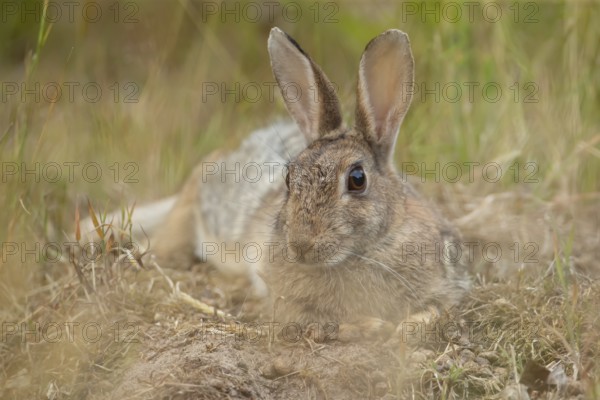 Rabbit (Oryctolagus cuniculus) adult animal relaxing in grassland, England, United Kingdom