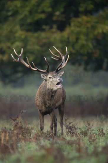 Red deer (Cervus elaphus) adult male stag animal roaring with its mouth open during the annual rut