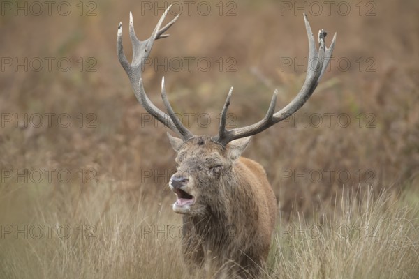 Red deer (Cervus elaphus) adult male stag animal roaring with its mouth open during the rutting