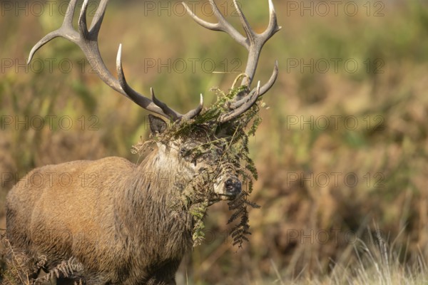 Red deer (Cervus elaphus) adult male stag animal with bracken on its head during the rutting season
