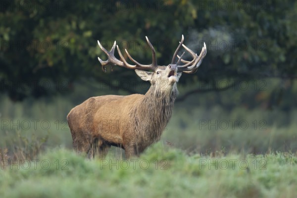 Red deer (Cervus elaphus) adult male stag animal roaring with its mouth open during the annual rut
