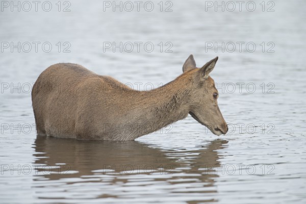 Red deer (Cervus elaphus) adult female doe animal standing in water in autumn, England, United
