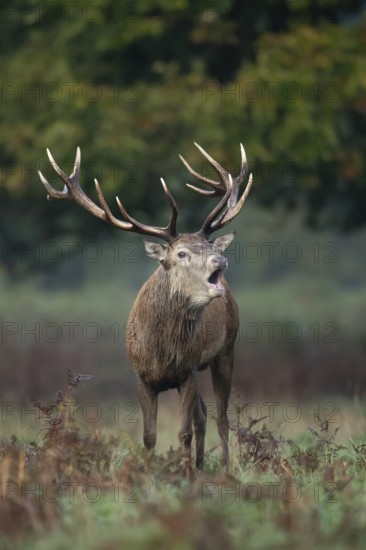 Red deer (Cervus elaphus) adult male stag animal roaring with its mouth open during the rutting