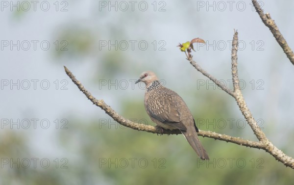 Spotted dove or eastern spotted dove (Spilopelia chinensis) on a tree branch, Sreepur, Gazipur,