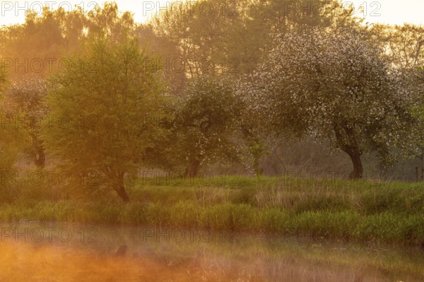 Blooming apple tree in the trickle meadows at the Ahlhorn fish ponds, Ahlhorn, Lower Saxony,