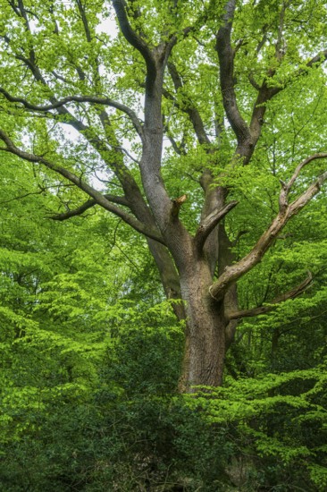 Spring in the Baumweg jungle, Emstek, Lower Saxony, Germany