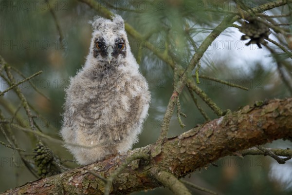 Long-eared owl (Asio otus), young bird, Faßberg, Lower Saxony, Germany