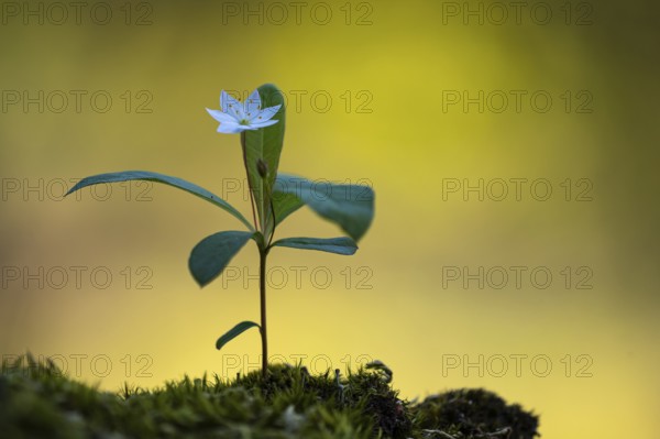 Seven-star (Trientalis europaea), Dötlingen, Lower Saxony, Germany