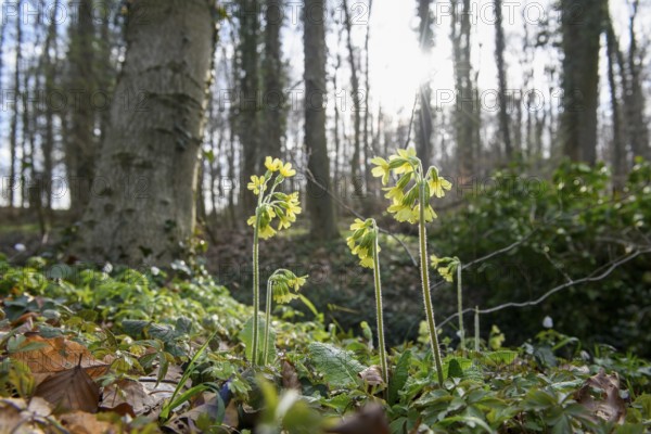Yellow spring flowers True oxlip (Primula elatior) bloom in the light-flooded forest, Sondermühlen,