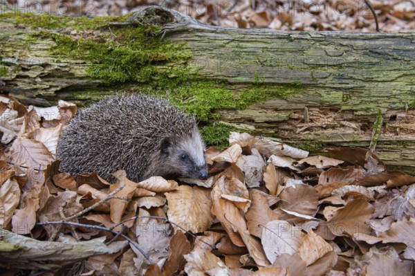 Hedgehog (Erinaceidae) on the forest floor looking for winter quarters, Cloppenburg, Lower Saxony,
