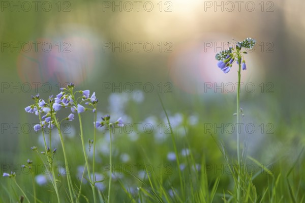 Aurora butterfly (Anthocharis cardamines) on meadowfoam, Vechta, Lower Saxony, Germany