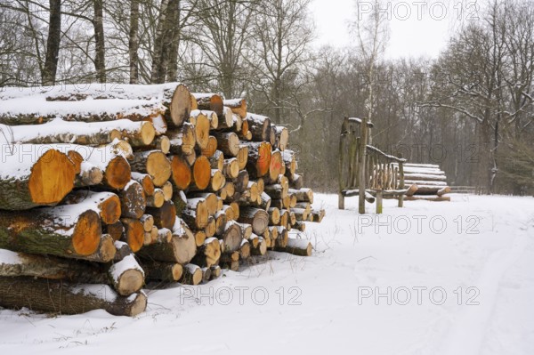 Winter at Ahlhorn fish ponds, firewood, logging, Ahlhorn, Lower Saxony, Germany