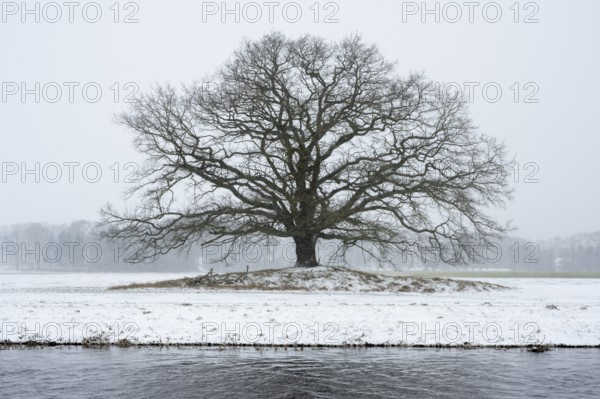 Oak (Quercus) in the Hunte meadows near Colnrade in winter, Colnrade, Lower Saxony, Germany