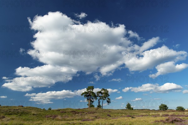 Flowering heather (Calluna vulgaris), heathland in De Hoge Veluwe National Park, Hoenderloo,