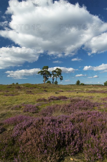 Flowering heather (Calluna vulgaris), heathland in De Hoge Veluwe National Park, Hoenderloo,